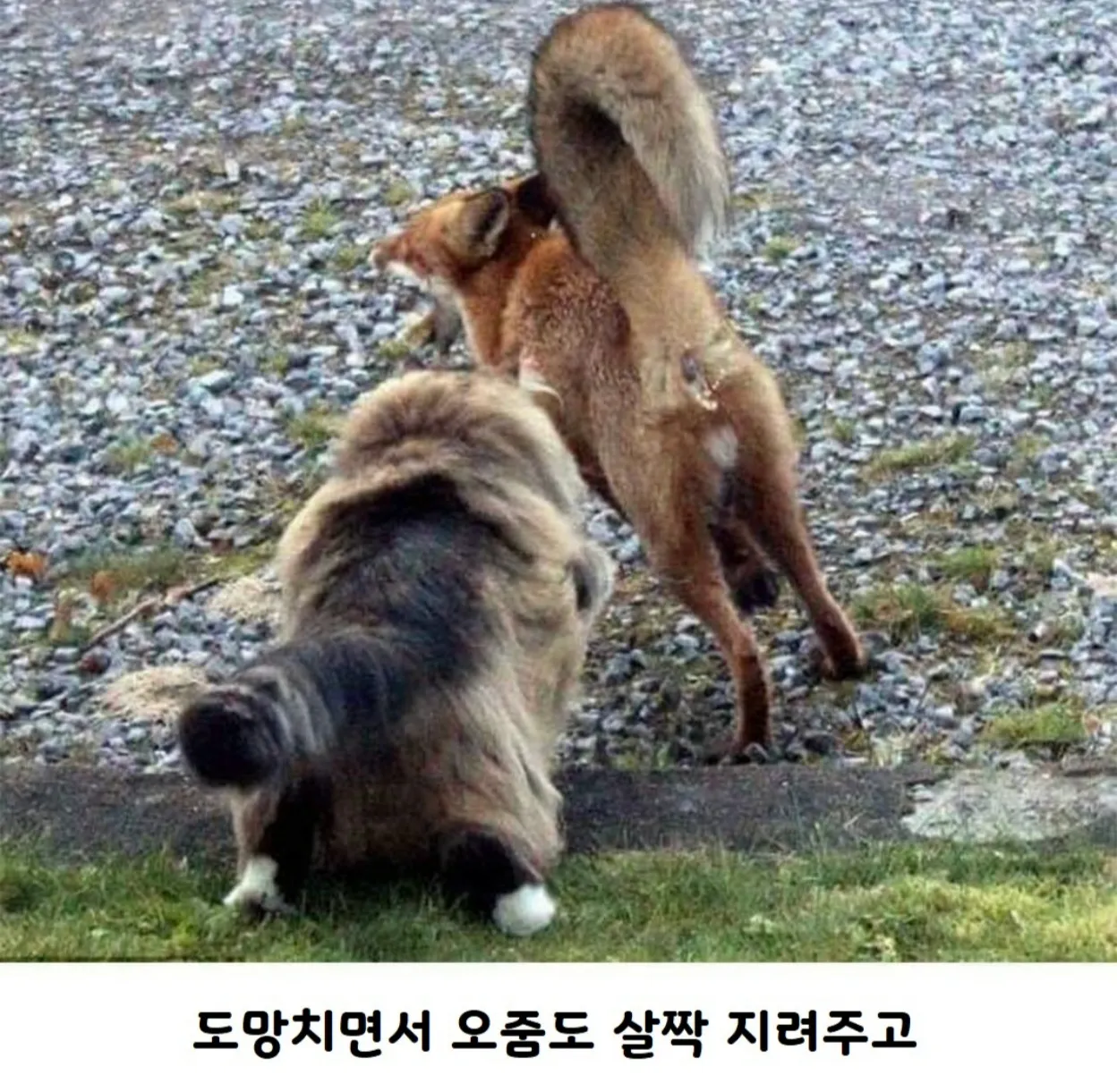 배가 고파 사냥을 나선 여우가 도망치며 오줌을 지린다.