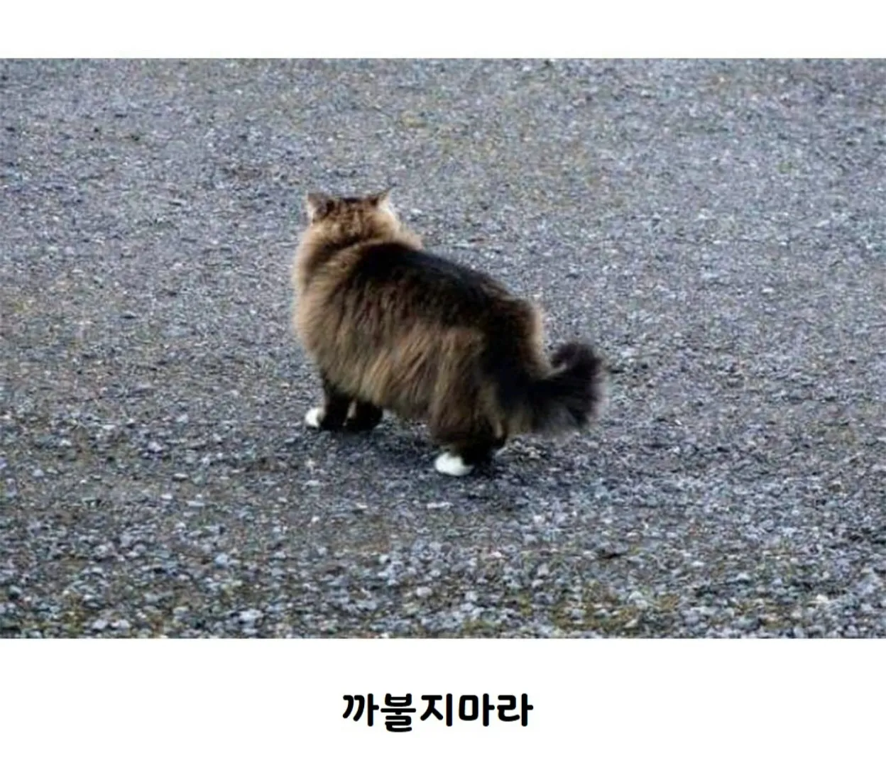 배가 고파 사냥을 나선 여우
