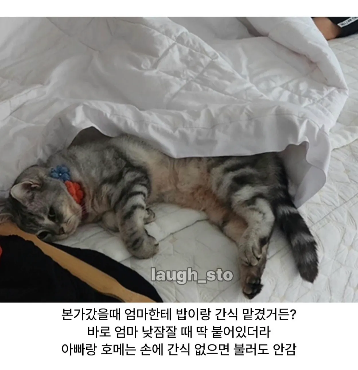 엄마가 낮잠을 자자 고양이가 곁에 붙어 있고, 간식 없는 아빠와 호메는 외면한다