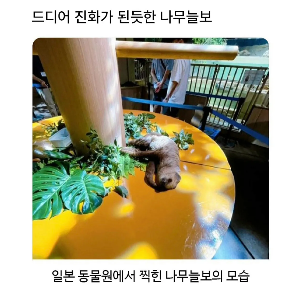 드디어 진화한 듯한 나무늘보, 일본 동물원에서 촬영된 모습