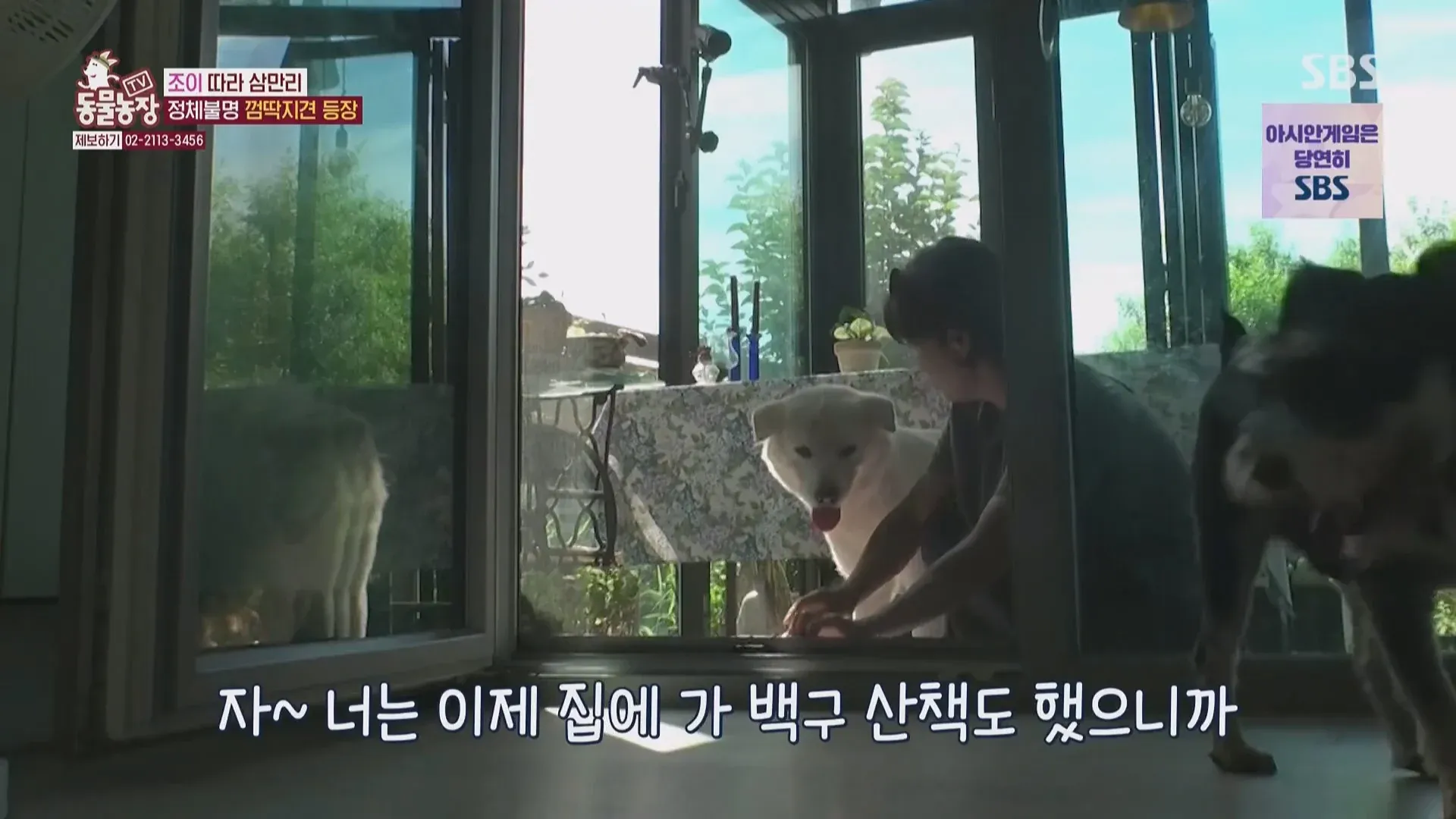 마성의 수컷견 조이