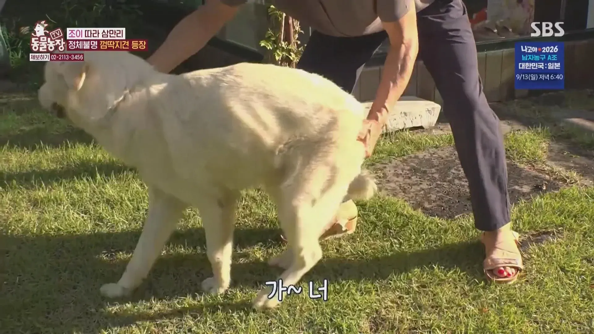 동물농장에 등장한 마성의 수컷견 조이