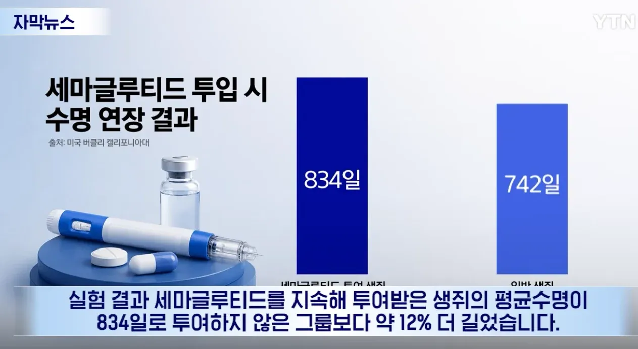 세마글루타이드 투여 생쥐의 평균 수명 834일
