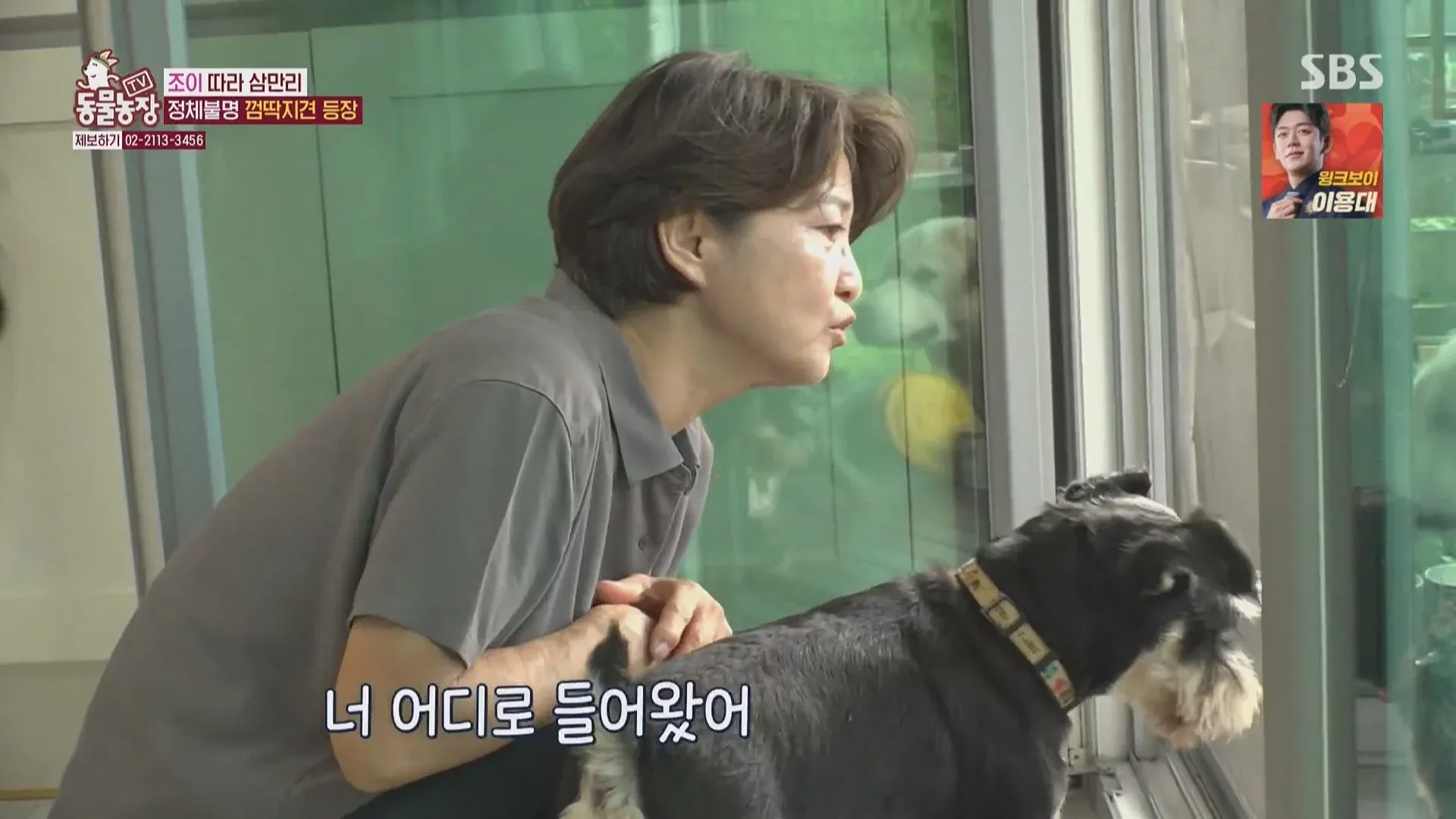 마성의 수컷견 조이가 카메라를 바라보는 모습