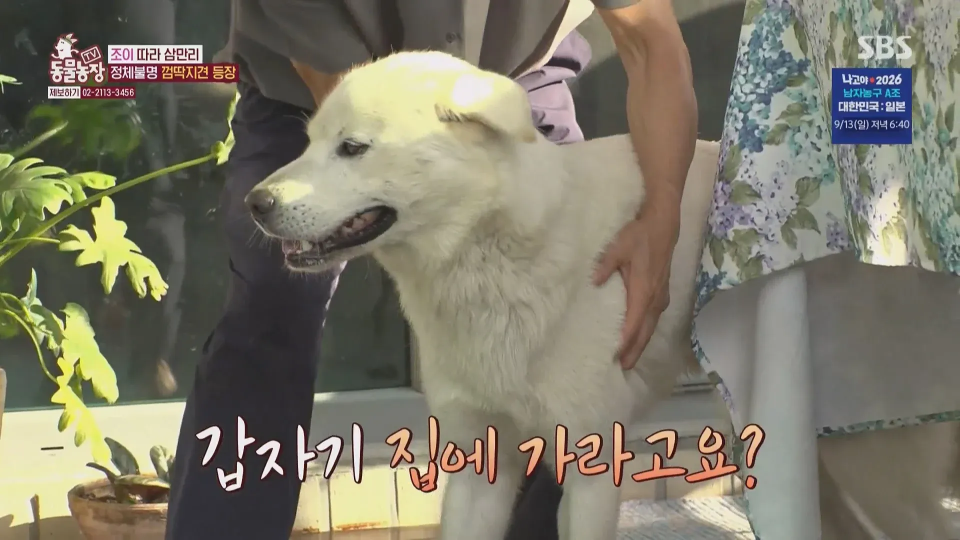 마성의 수컷견 조이