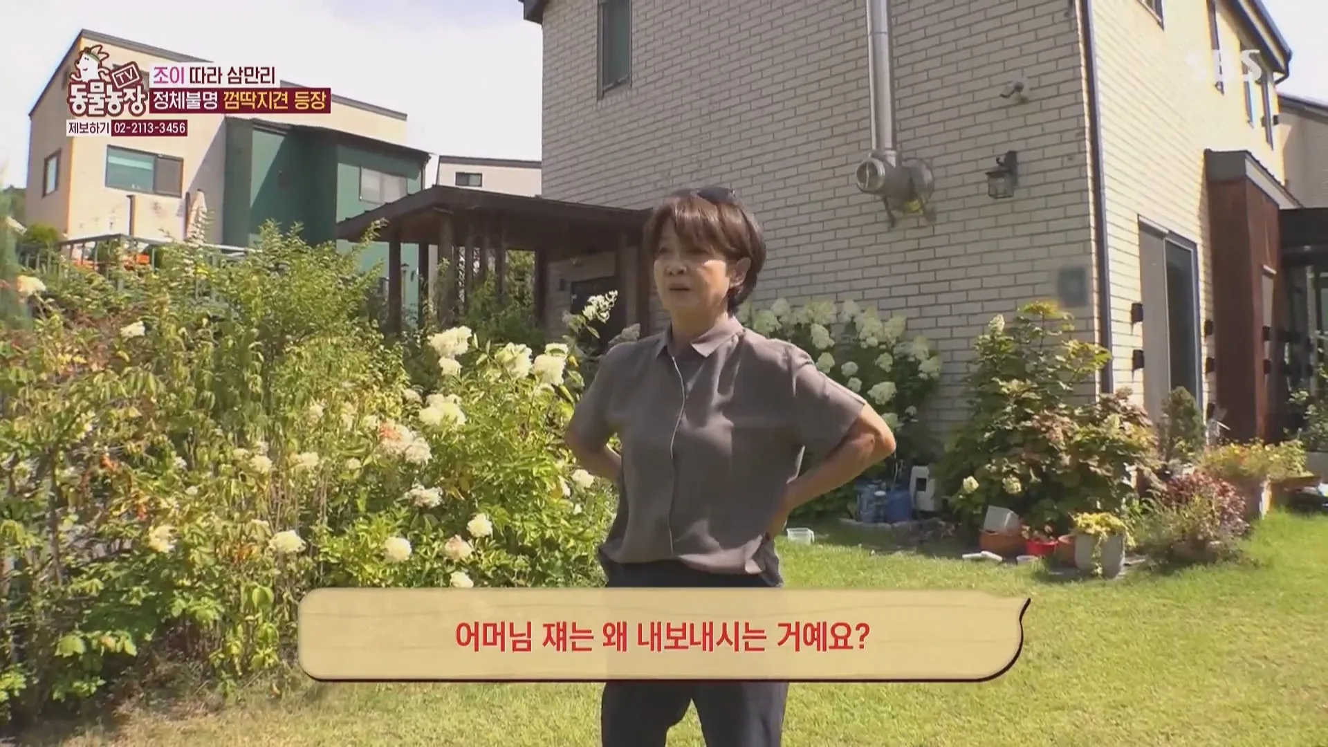 마성의 수컷견 조이가 “왜 내보내시는 거예요?”라고 묻는 장면