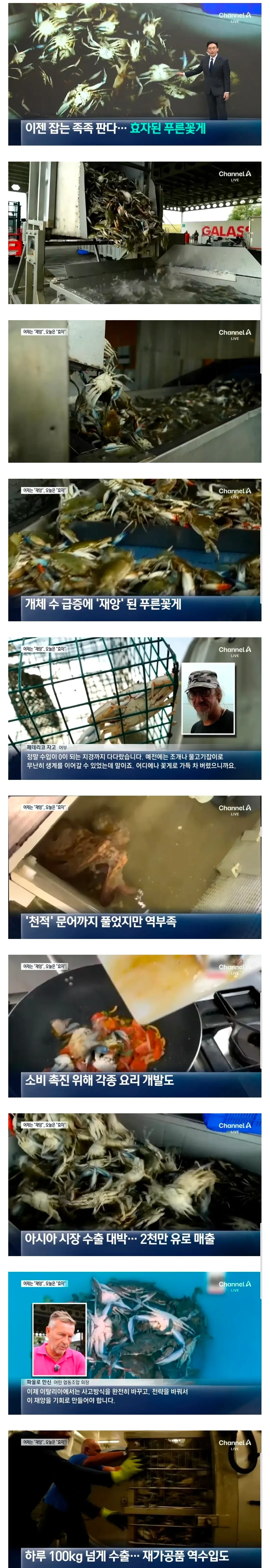 푸른꽃게가 급증해 어업과 생계를 위협받고 있다는 이탈리아 어부의 인터뷰를 담은 게시물 이미지.