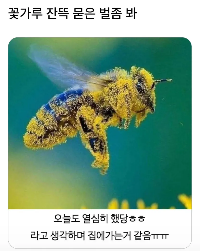 꽃가루가 잔뜩 묻은 벌이 날아가는 모습