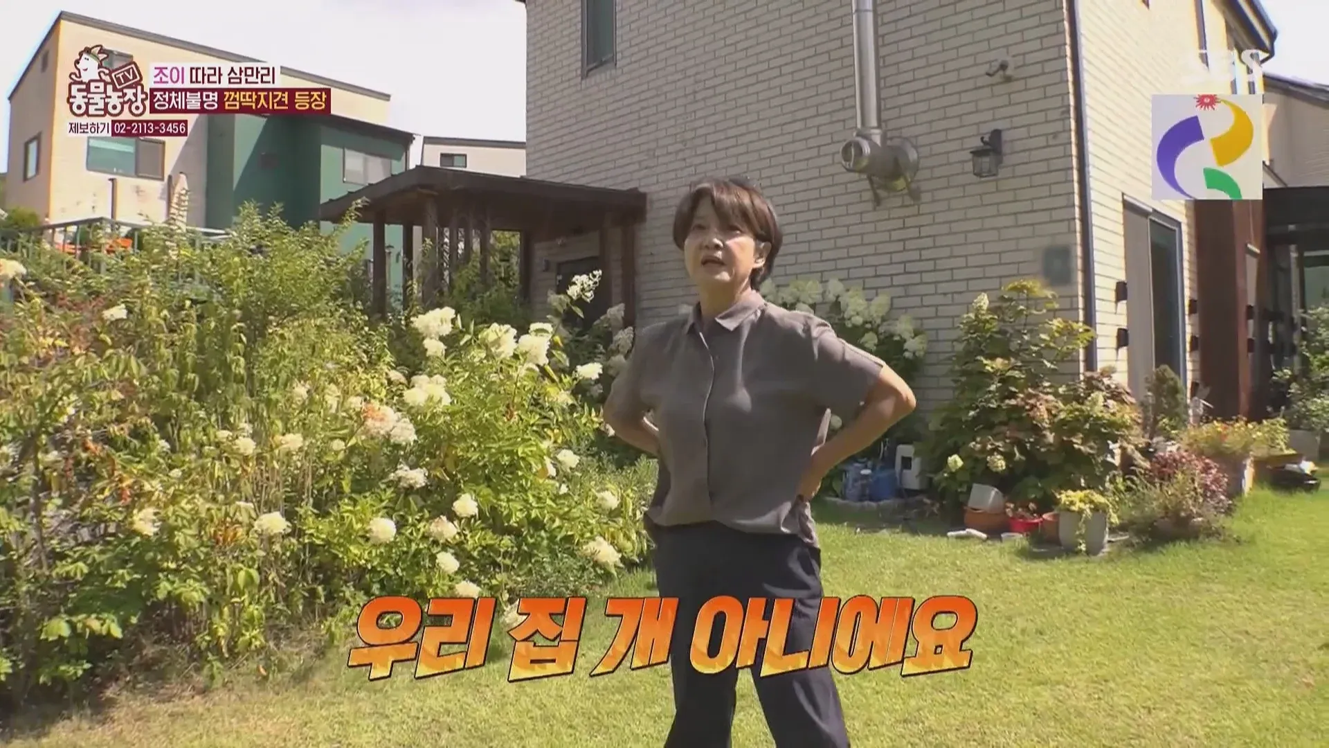 마성의 수컷견 조이의 모습