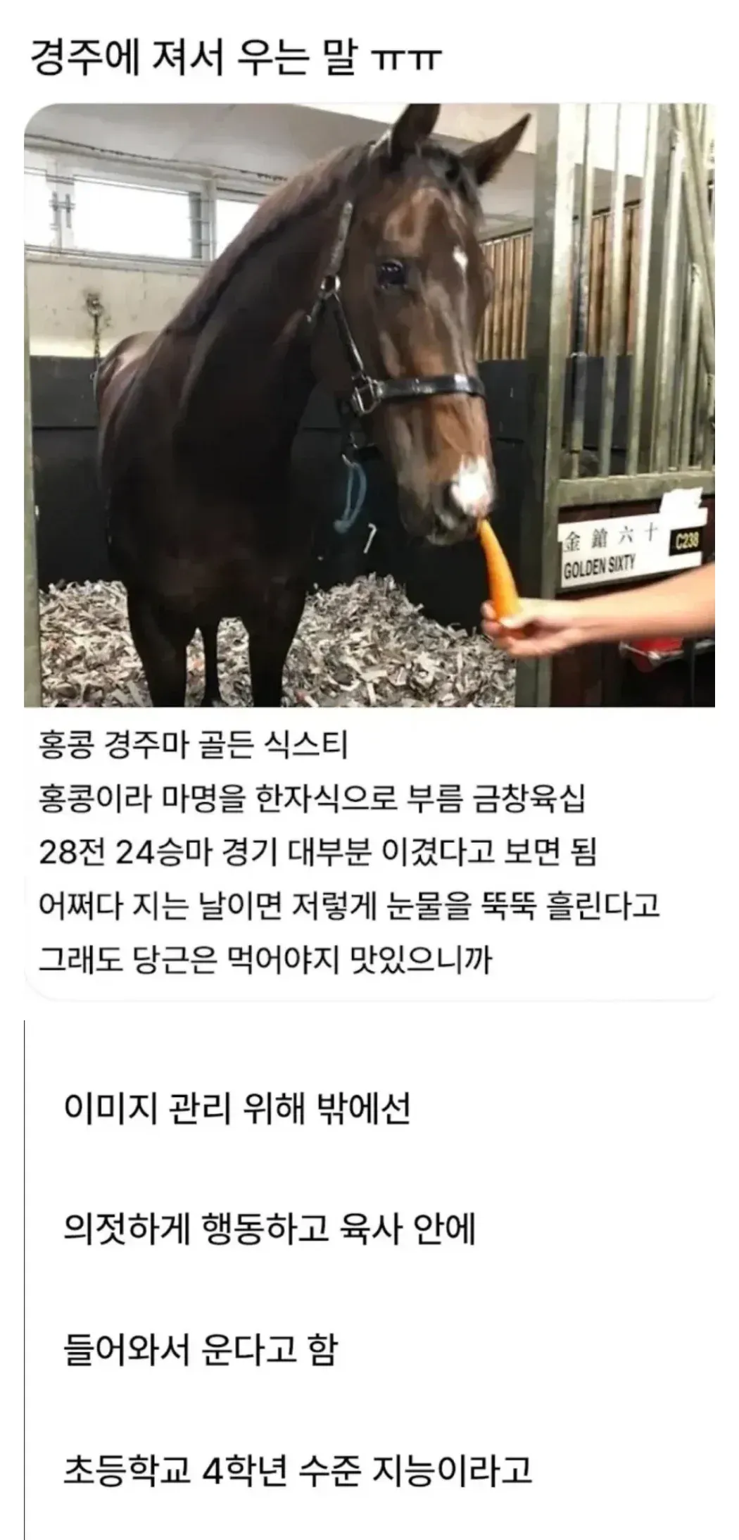경주에서 패한 홍콩 경주마 골든 식스티가 눈물을 흘리고 있다