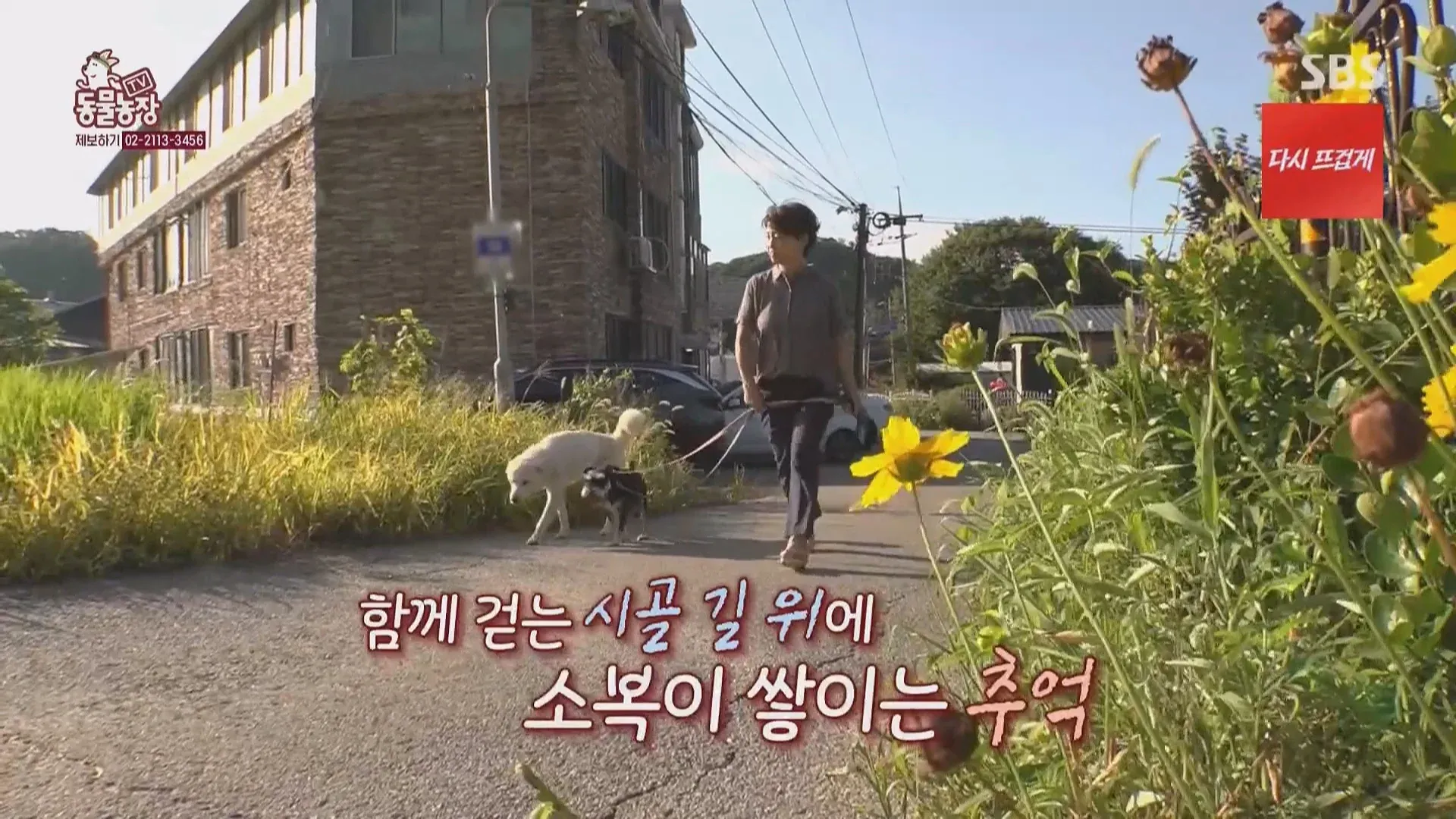 마성의 수컷견 조이 소개 이미지