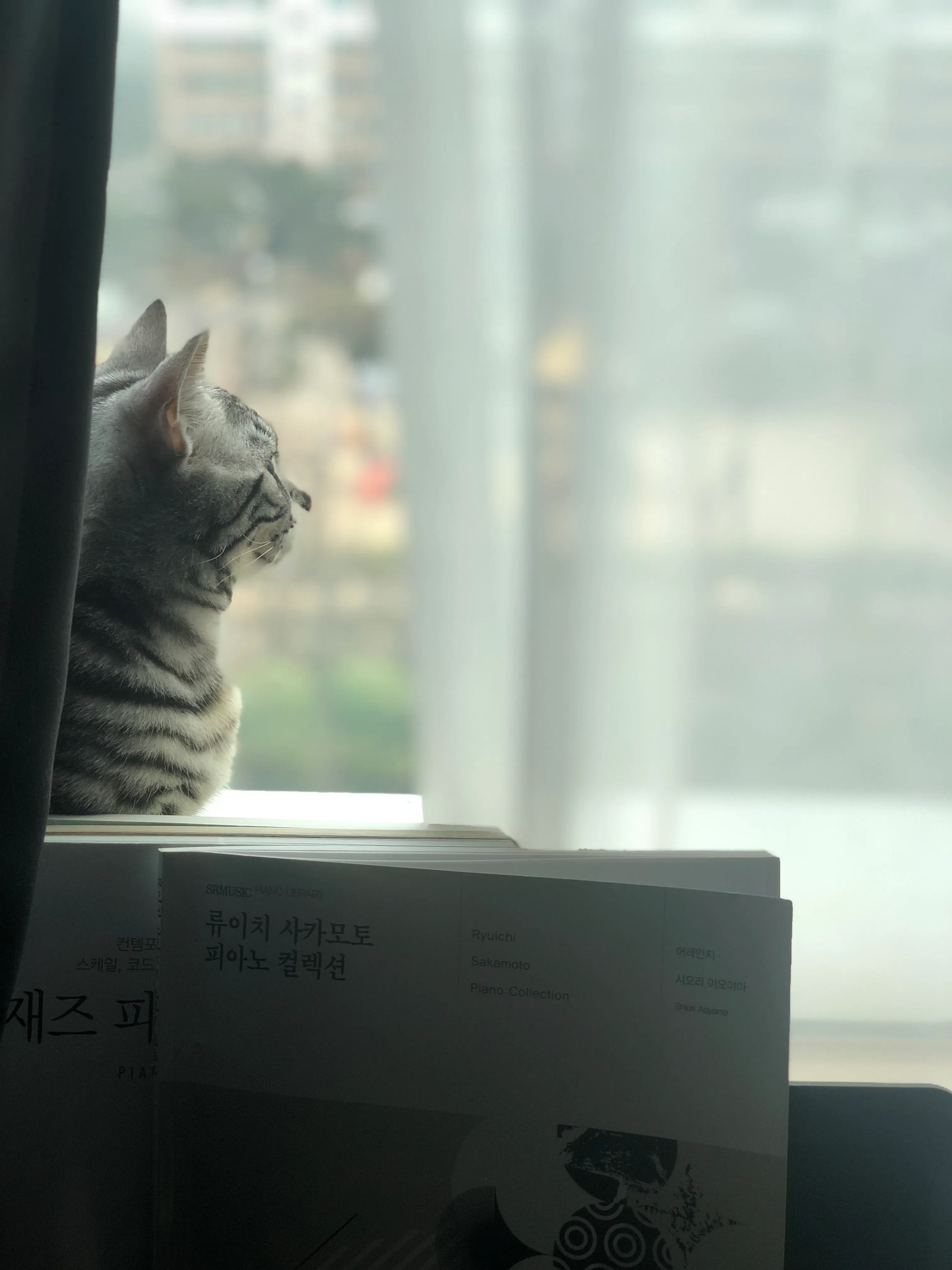 우리 집 고양이가 얼마 남지 않았다는 문구가 적힌 이미지