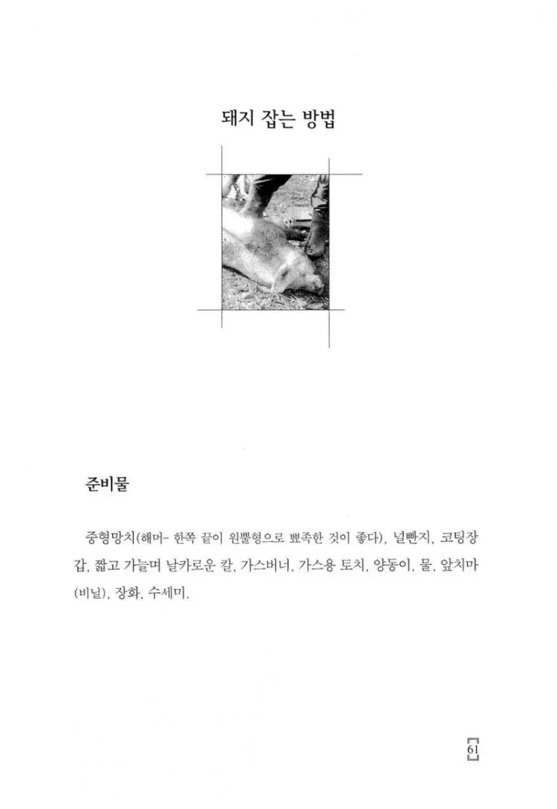 돼지 잡는 방법에 필요한 도구와 준비물