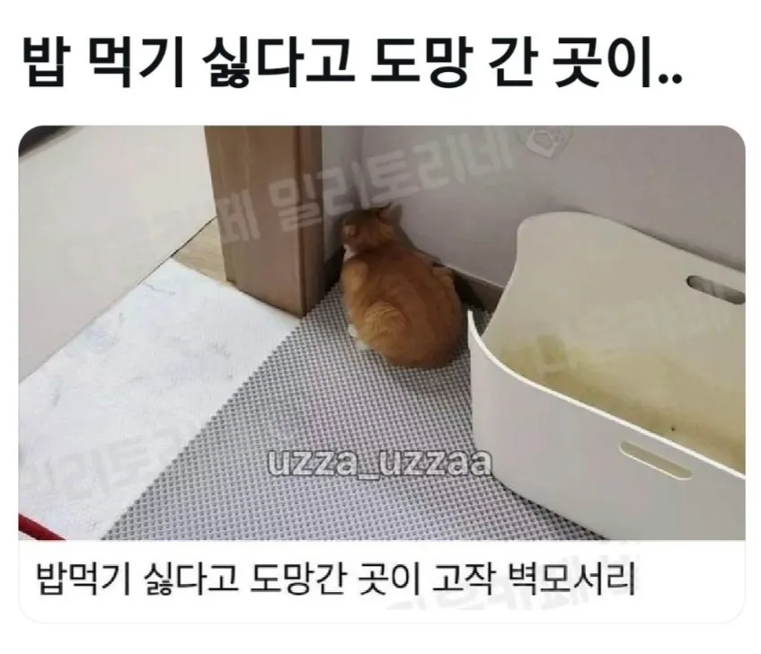 밥먹기 싫다고 도망간 곳이 고작 벽 모서리인 모습