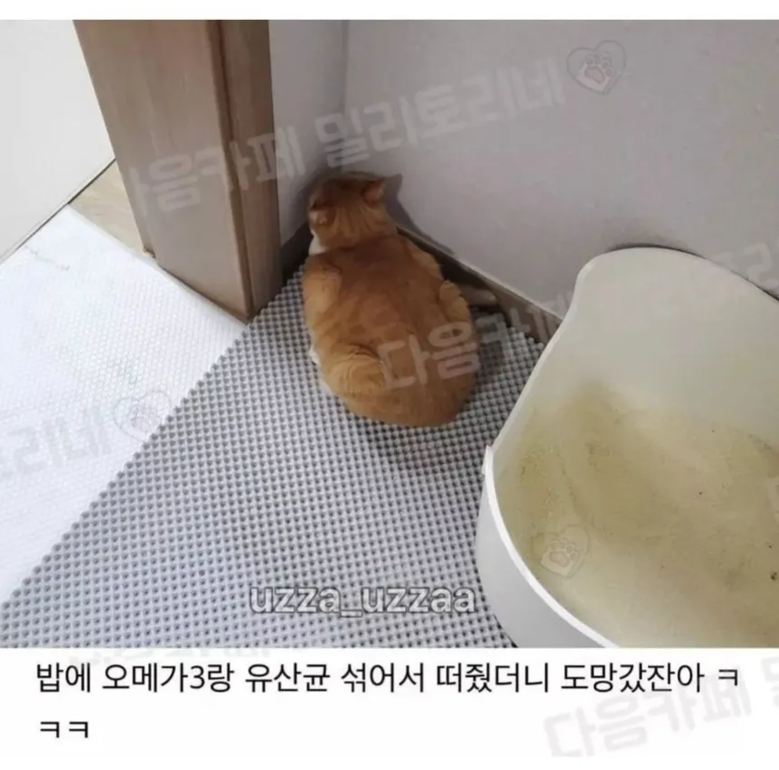 밥을 피해 좁은 틈에 숨어 있는 반려동물