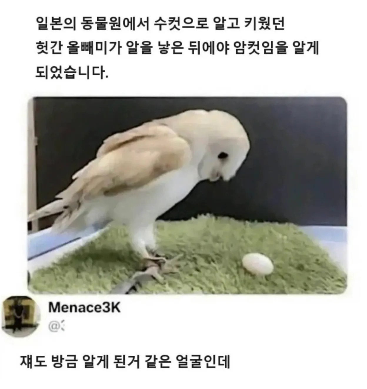 알을 낳아 암컷임이 밝혀진 헛간올빼미