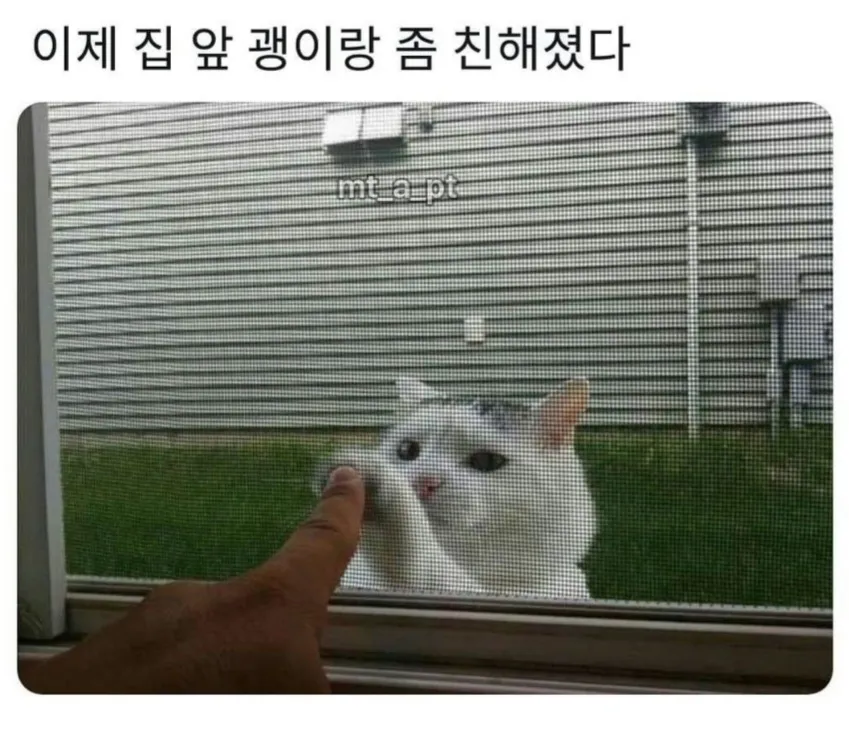 집 앞 고양이와 친해진 모습