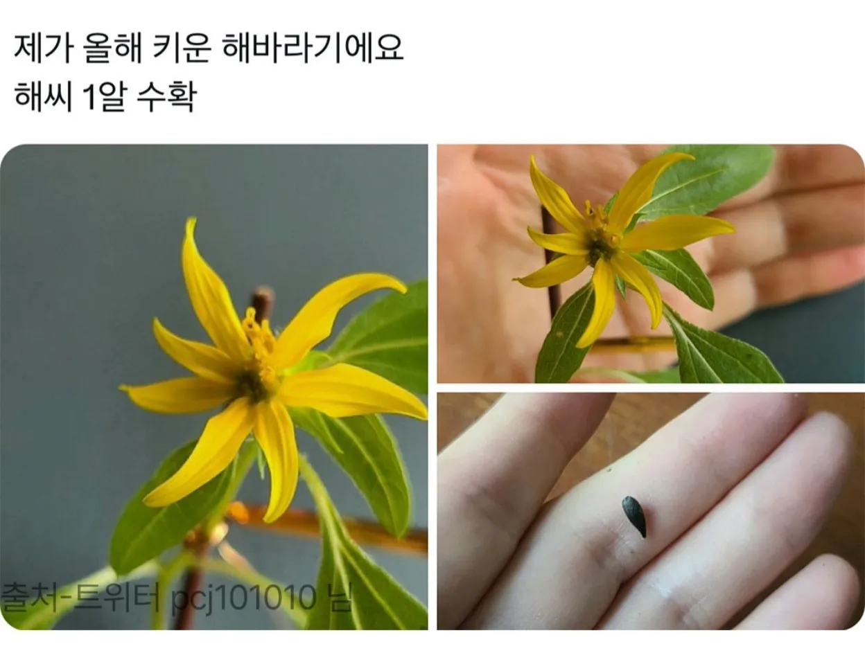 직접 키운 해바라기에서 수확한 해바라기씨 1알