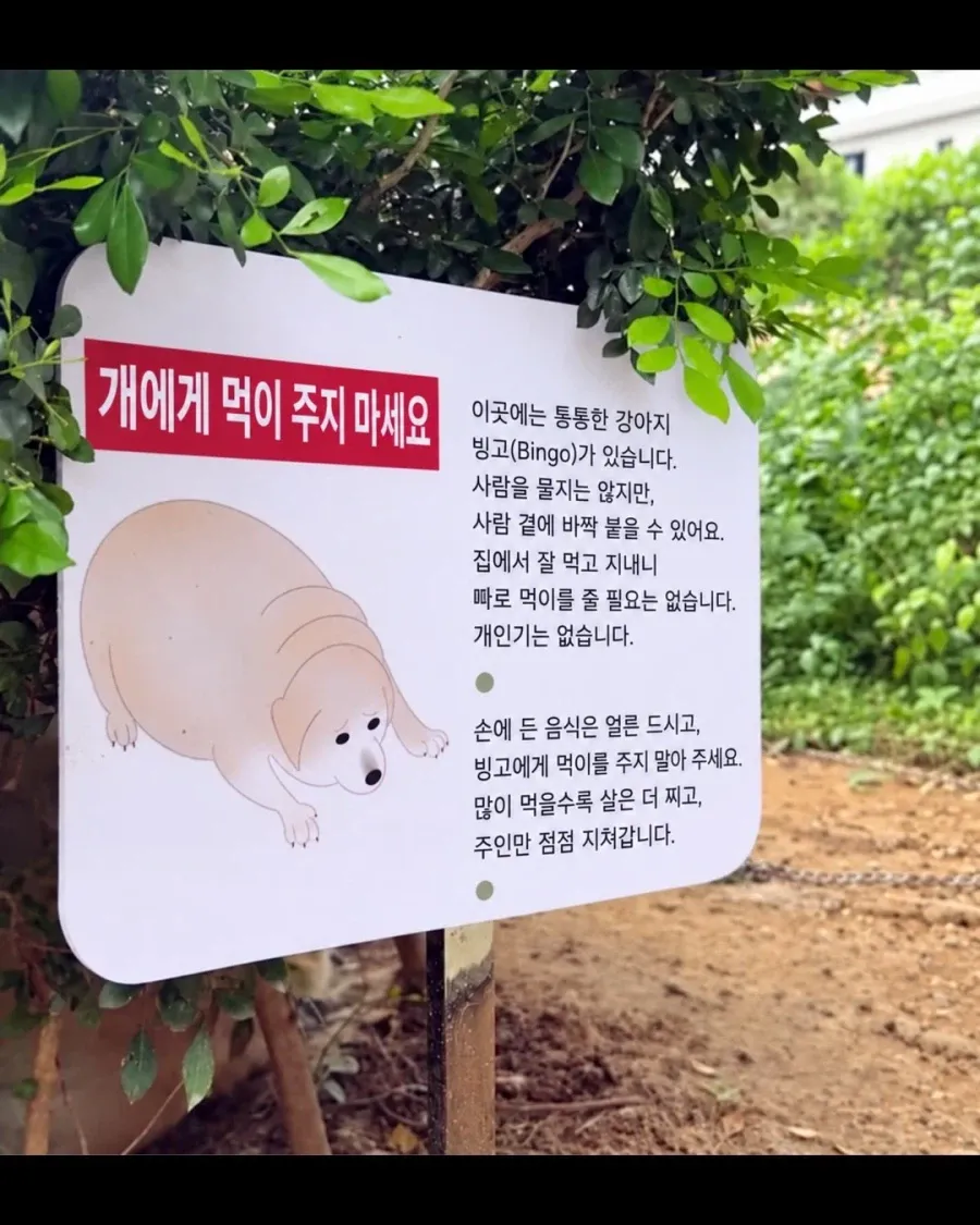 개에게 먹이를 주지 말라는 안내문과 통통한 강아지 빙고