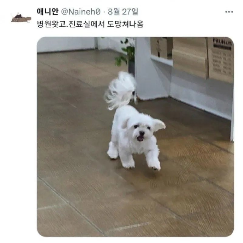 병원 진료실에서 도망쳐 나오는 강아지