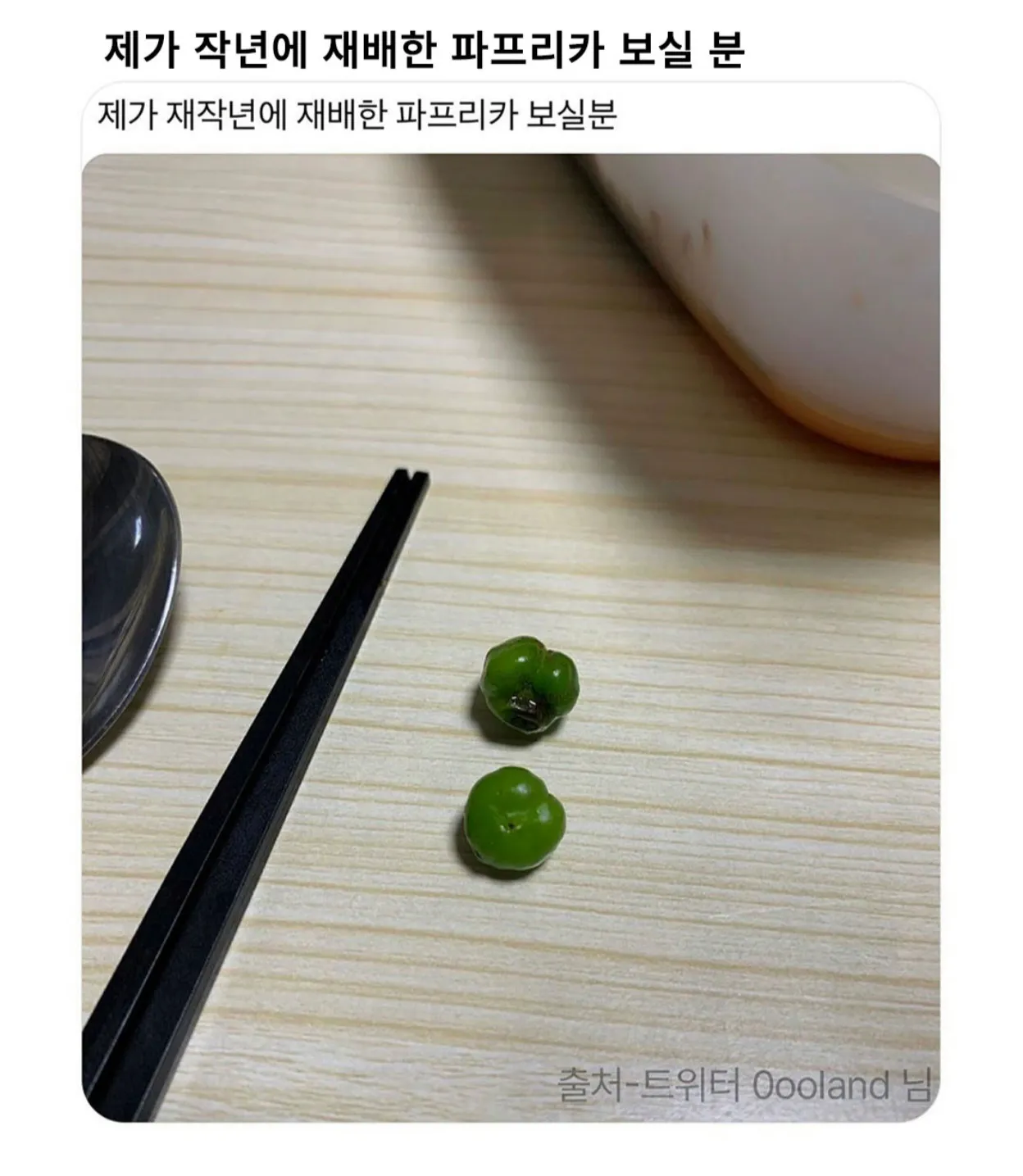 직접 재배한 파프리카를 소개하는 이미지