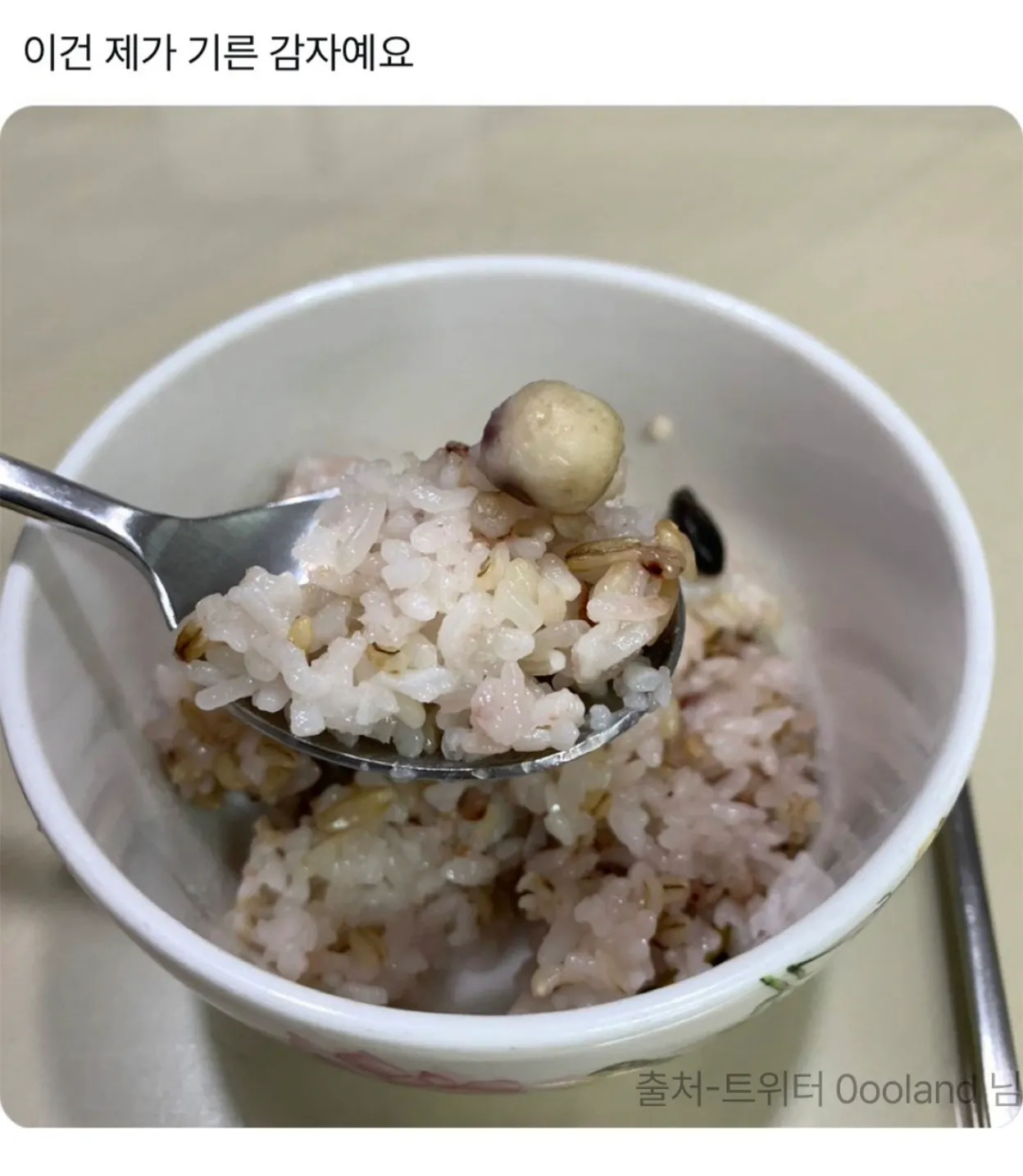 직접 재배한 감자.