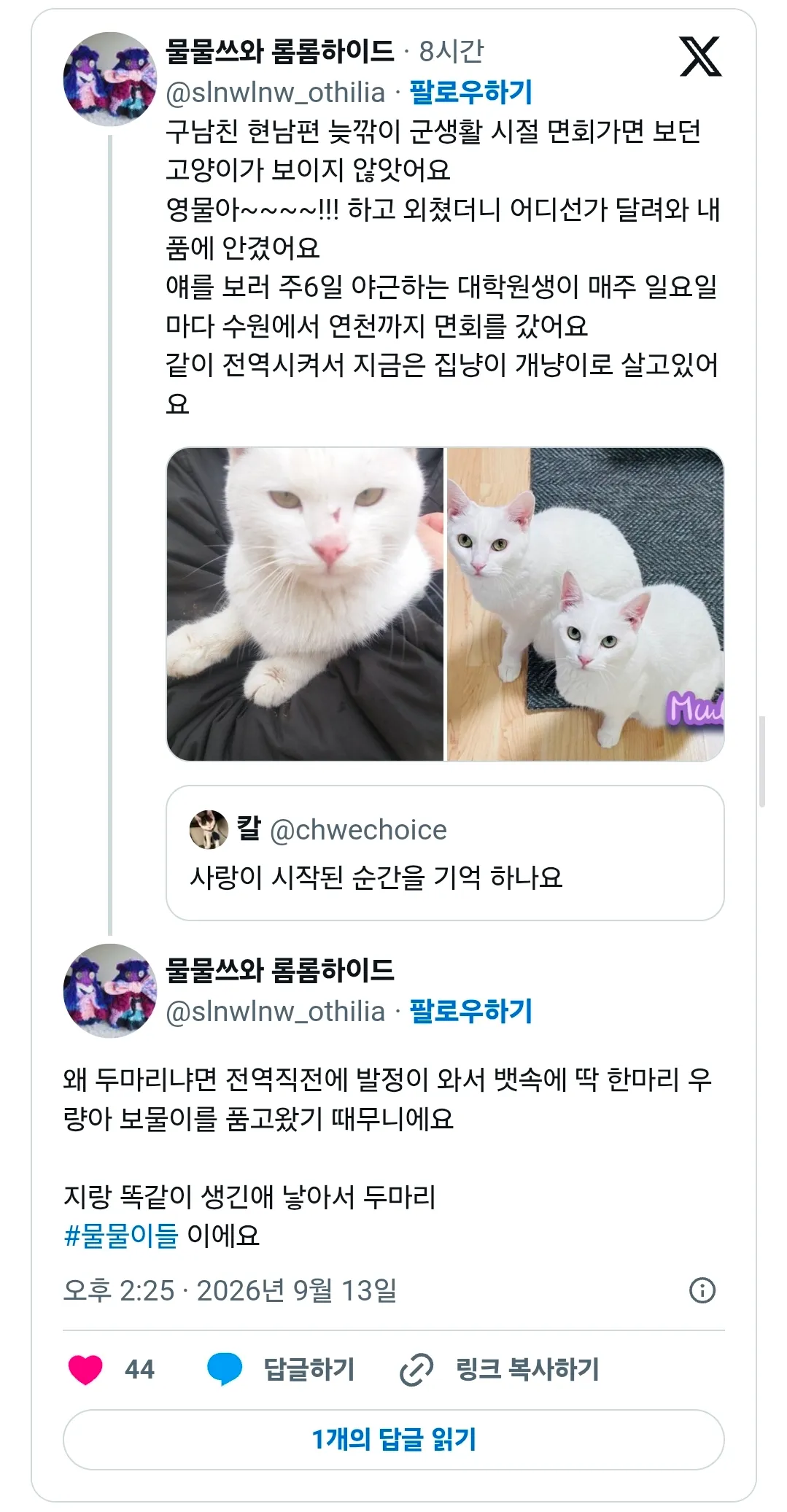 전역 후 함께 살게 된 고양이 두 마리
