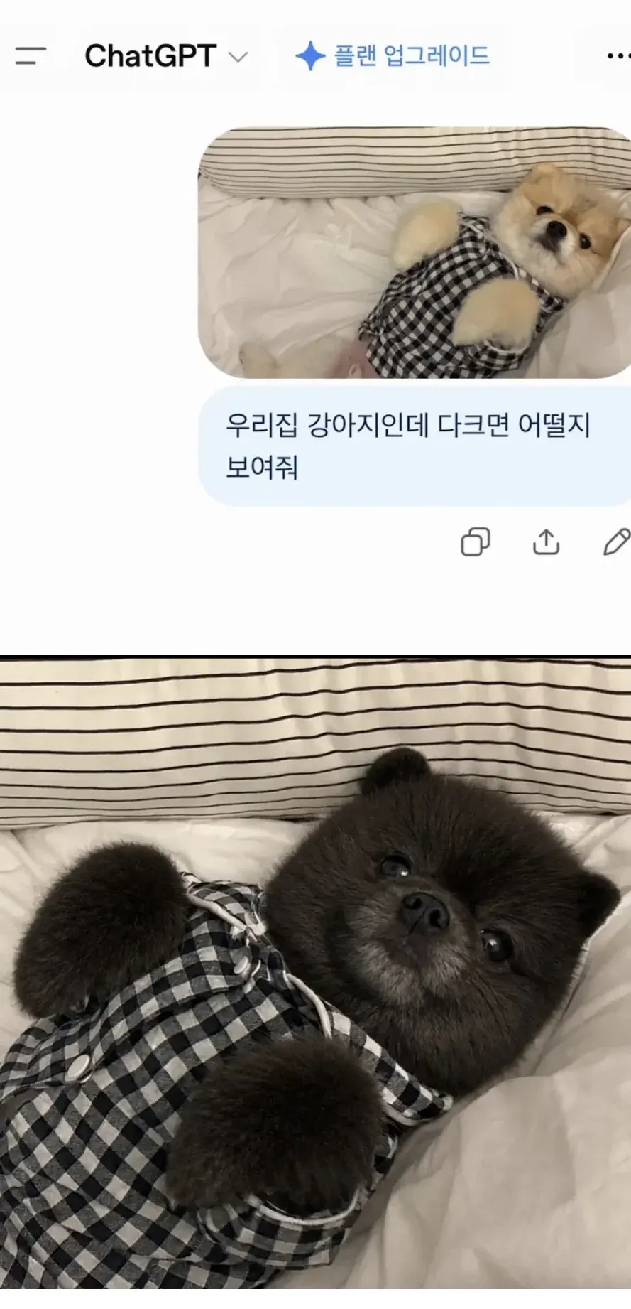 어두운 털색으로 변한 우리 집 강아지의 모습