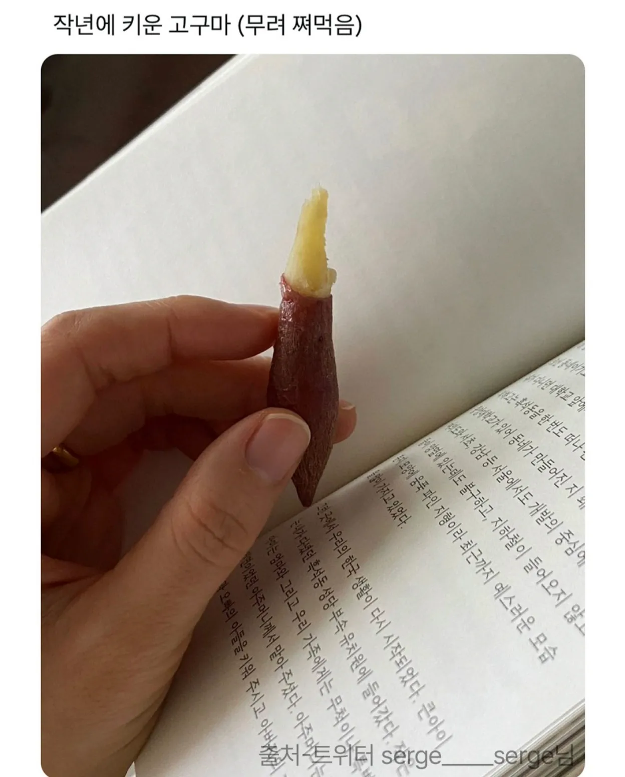 직접 재배해 쪄 먹은 작년 고구마