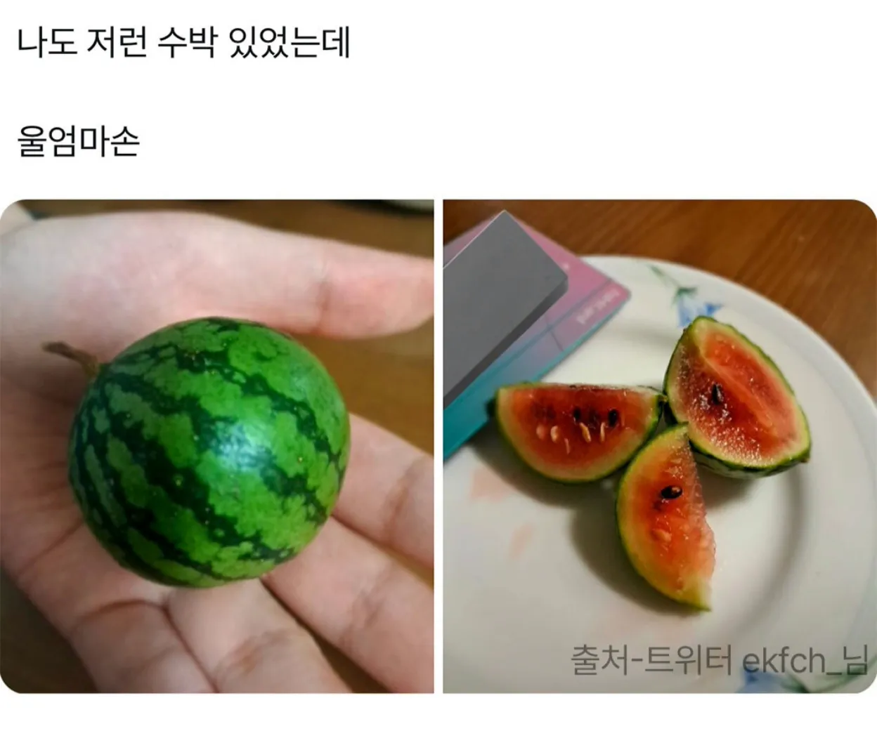 직접 재배한 수박을 들고 있는 모습