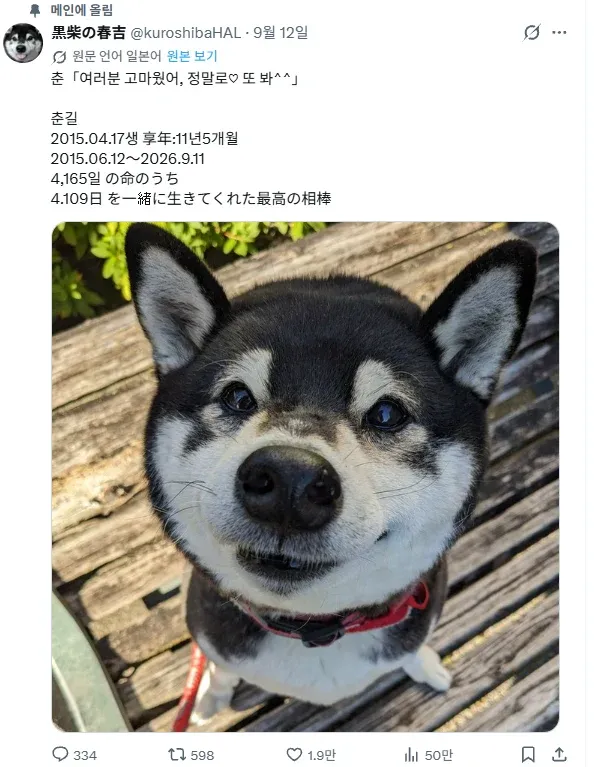검은 시바견 춘길의 11년 생애와 작별을 알리는 게시물