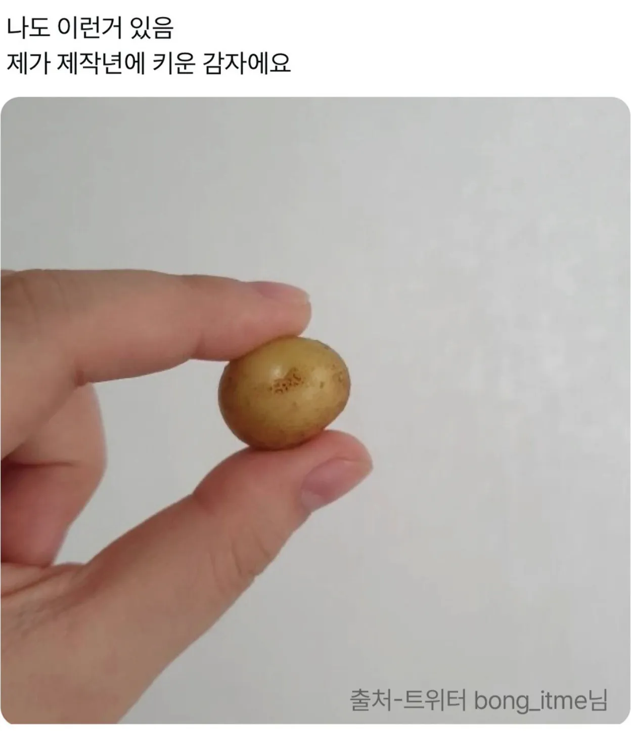 제작년에 직접 재배한 감자 사진
