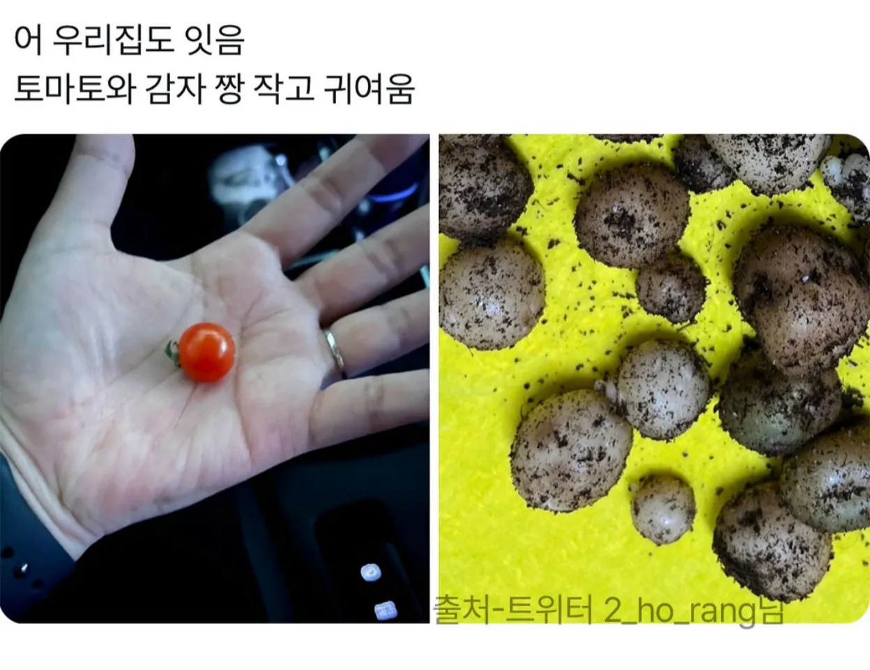 직접 재배한 작고 귀여운 토마토와 감자