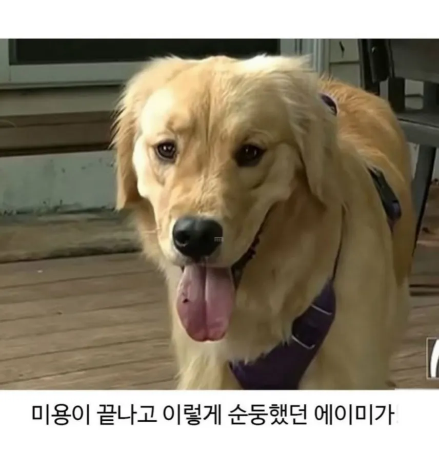 미용 후 표독한 표정의 골든리트리버 에이미