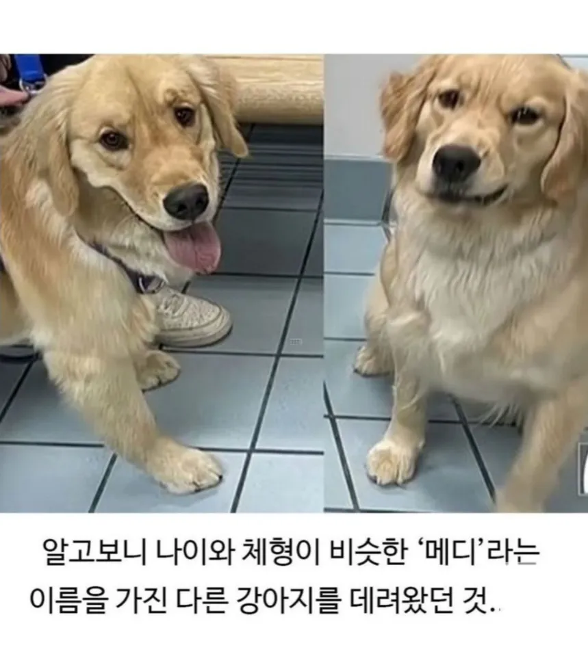 미용 후 표독한 표정으로 노려보는 골든리트리버