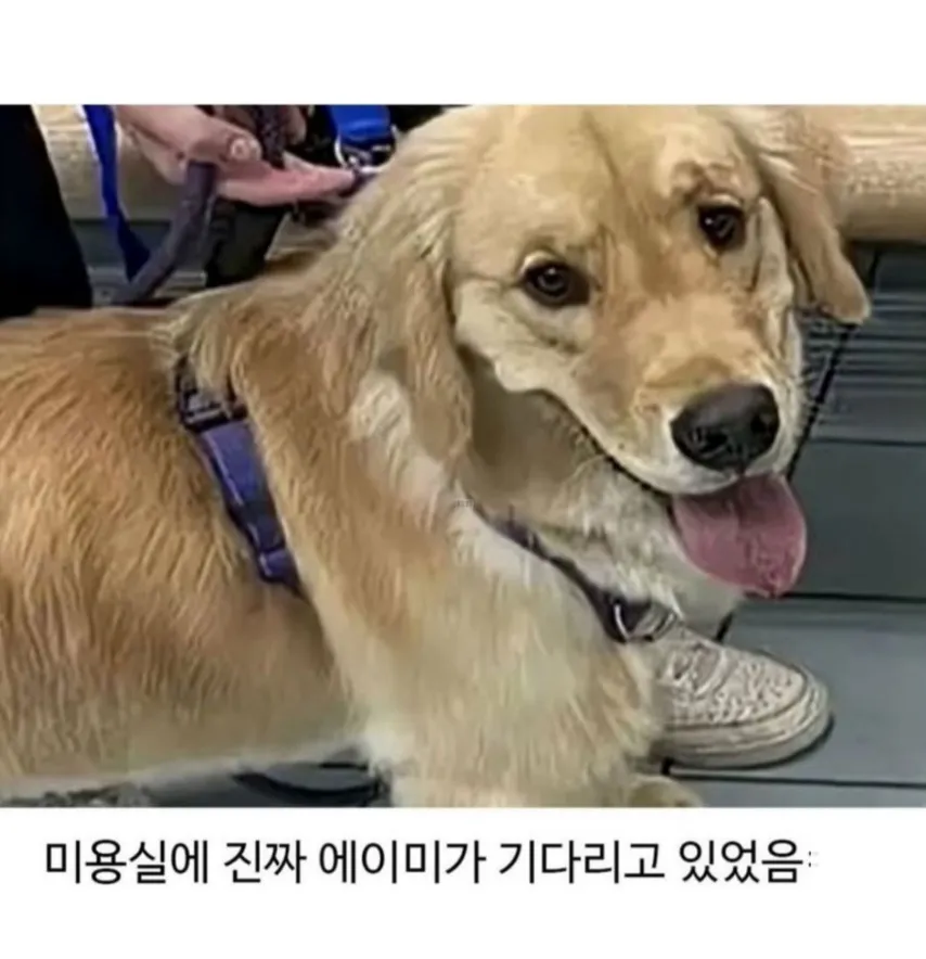 미용실 다녀온 뒤 표독한 표정의 골든리트리버