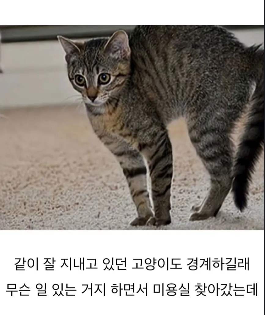 미용 후 표독한 표정의 골든리트리버와 경계하는 고양이