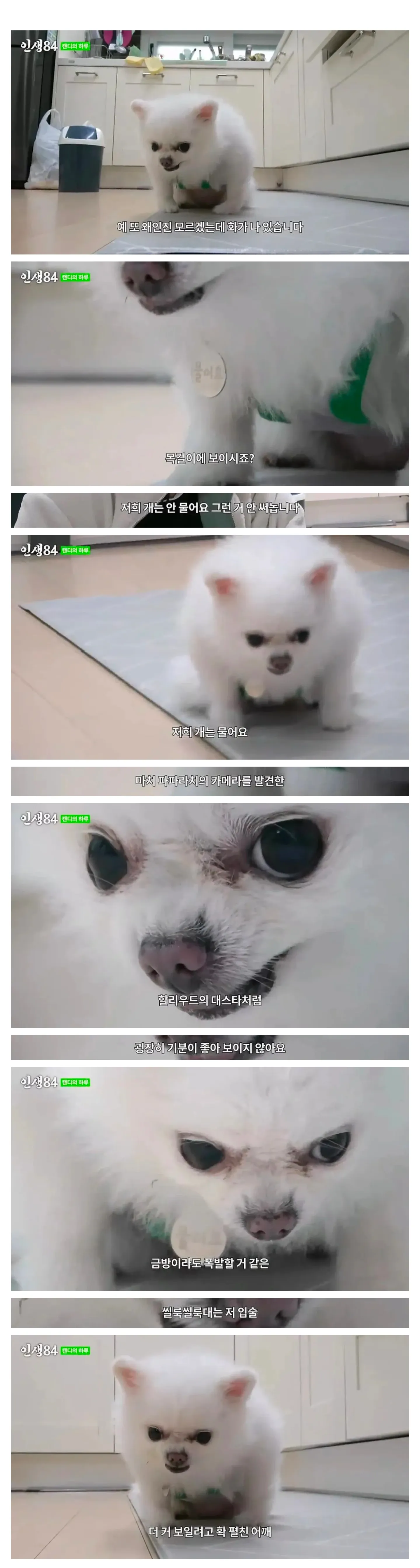 목걸이를 한 개가 화난 표정으로 정면을 바라보고 있다.