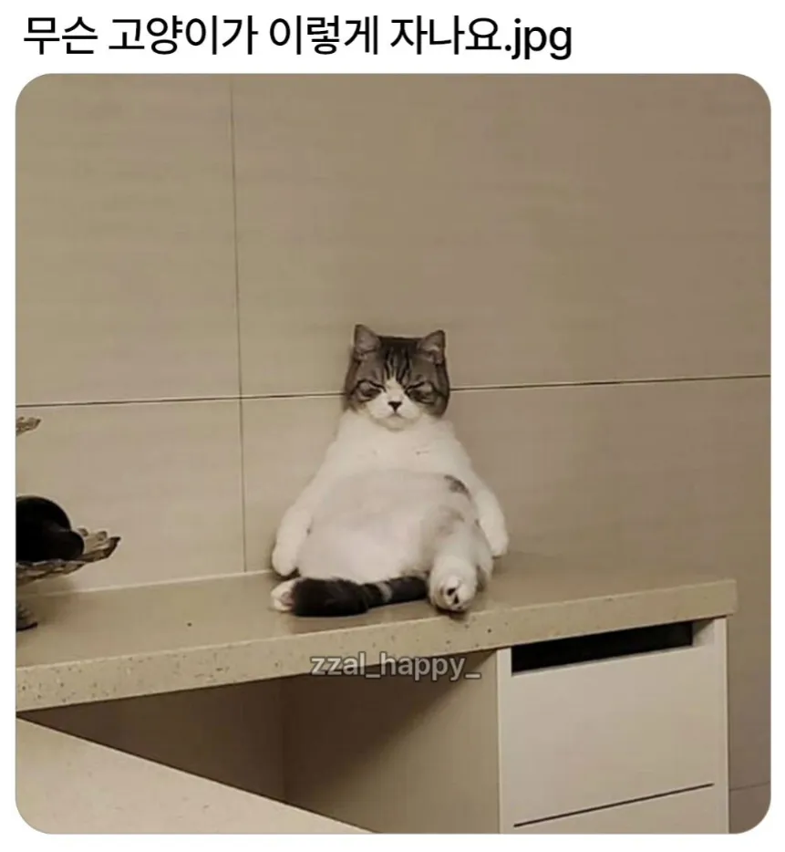 몸을 둥글게 말고 잠든 고양이