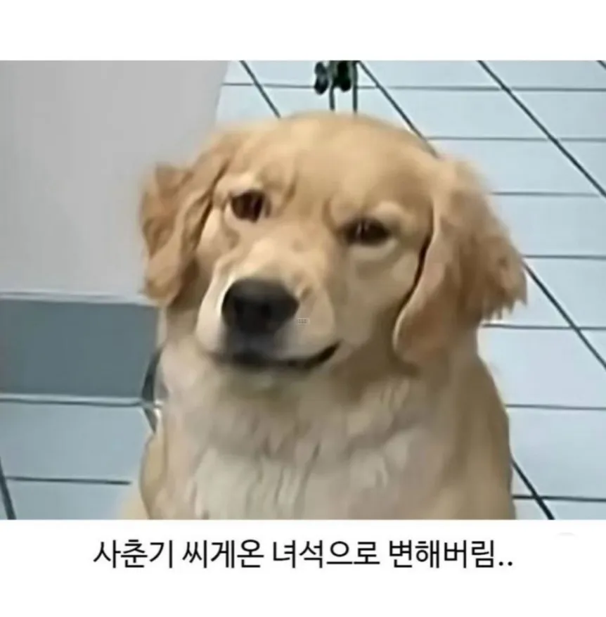 미용실 다녀온 뒤 표독한 표정의 골든리트리버