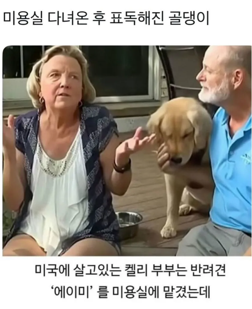미용실에 다녀온 후 사나운 표정을 짓는 골든리트리버