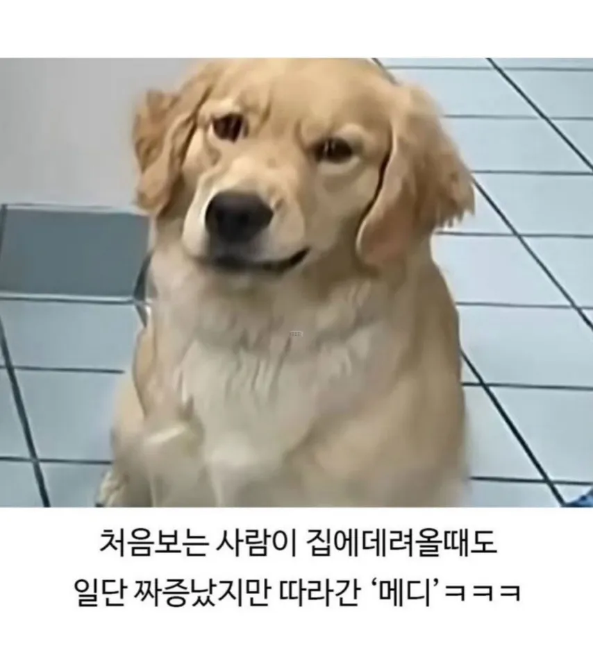 미용실 후 삐친 표정으로 낯선 사람을 따라가는 골든리트리버 메디
