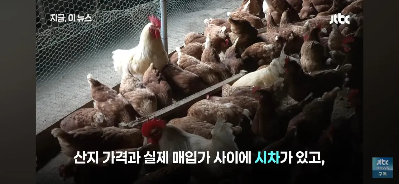 닭값 하락에 눈치 보는 치킨업계와 산지·매입가 시차