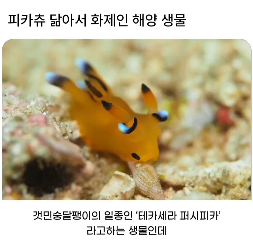피카츄를 닮은 테카세라 퍼시피카