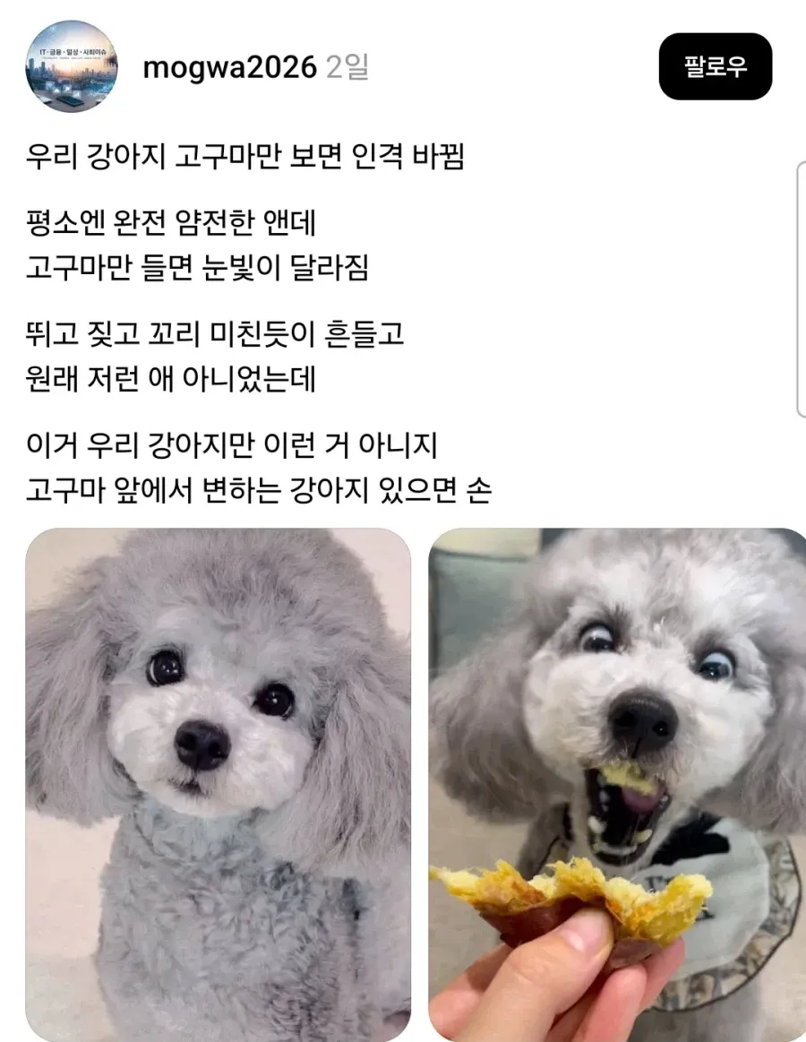 고구마를 보자 뛰고 짖으며 꼬리를 흔드는 강아지