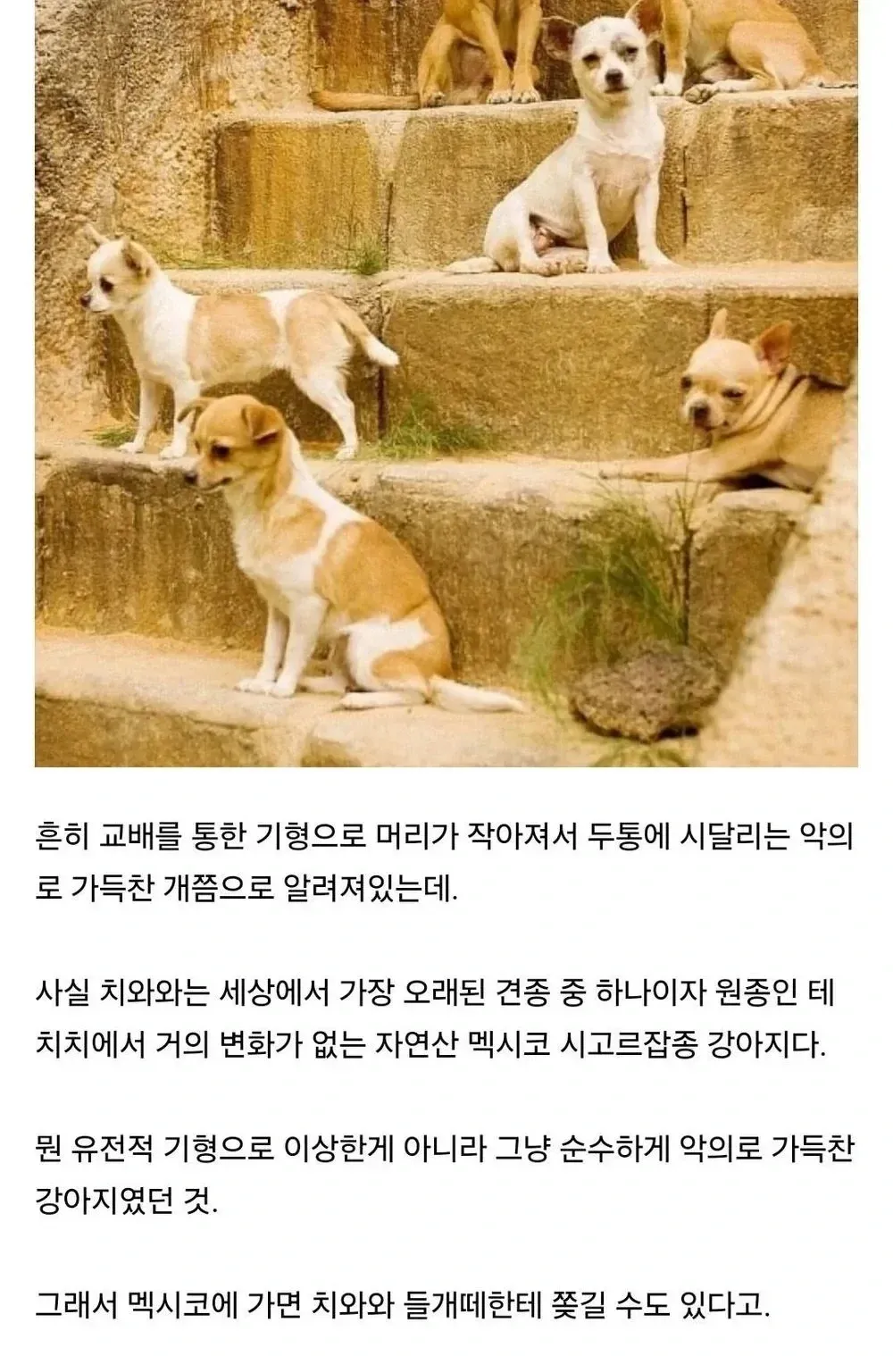치와와가 인위적으로 개량된 기형견이 아니라 고대 멕시코 견종 테치치에서 유래한 자연스러운 품종이라는 내용을 유머러스하게 설명하는 한국어 밈 이미지.