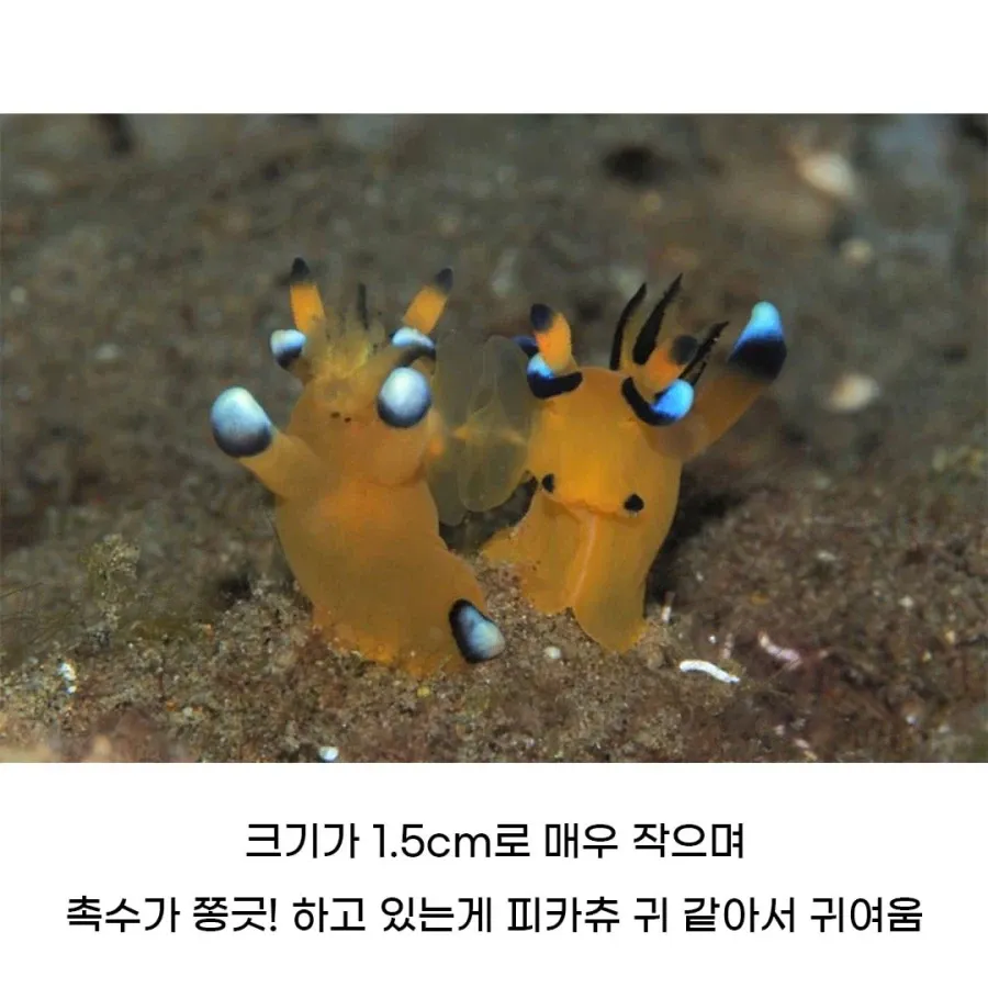 피카츄 귀처럼 촉수를 쫑긋 세운 1.5cm 해양 생물
