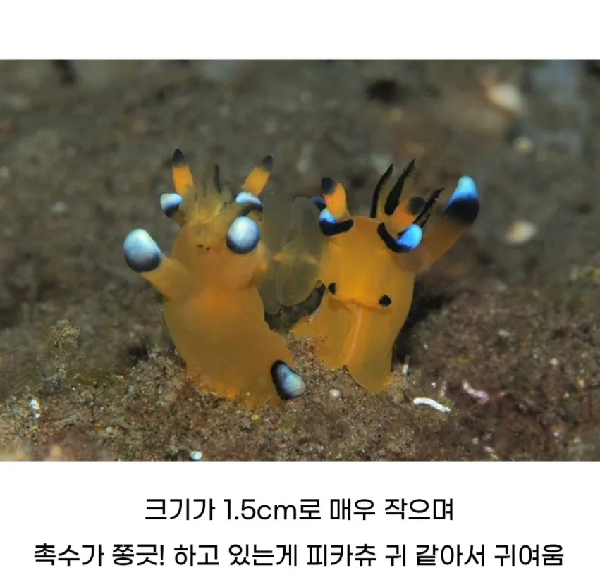 피카츄 귀처럼 촉수를 세운 1.5cm 해양생물