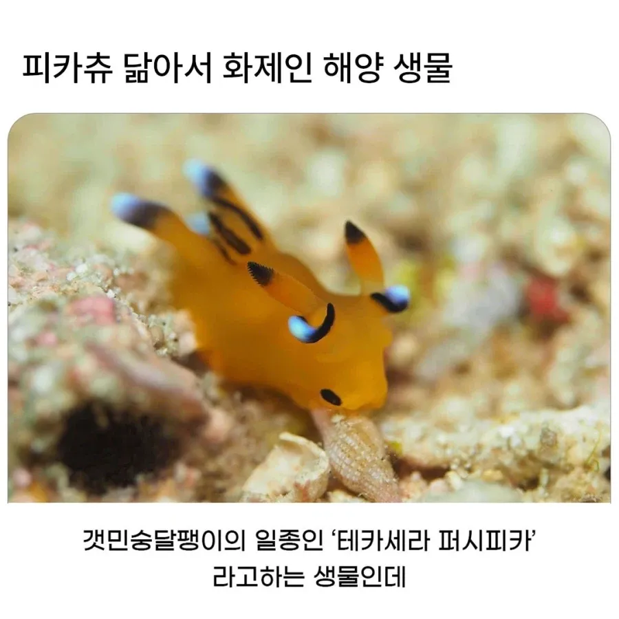 피카츄를 닮은 갯민숭달팽이 테카세라 퍼시피카