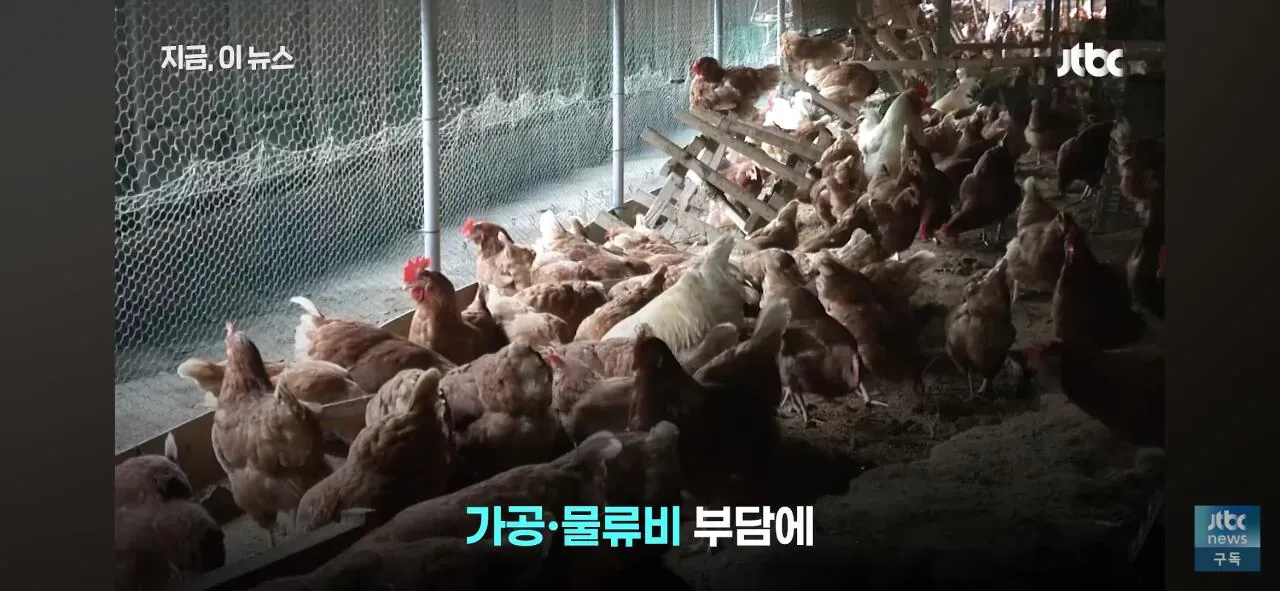 닭값 하락에도 가공·물류비 부담에 눈치 보는 치킨업계
